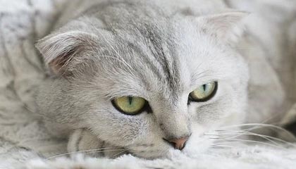 米乐下载：让你的娱乐生活更精彩